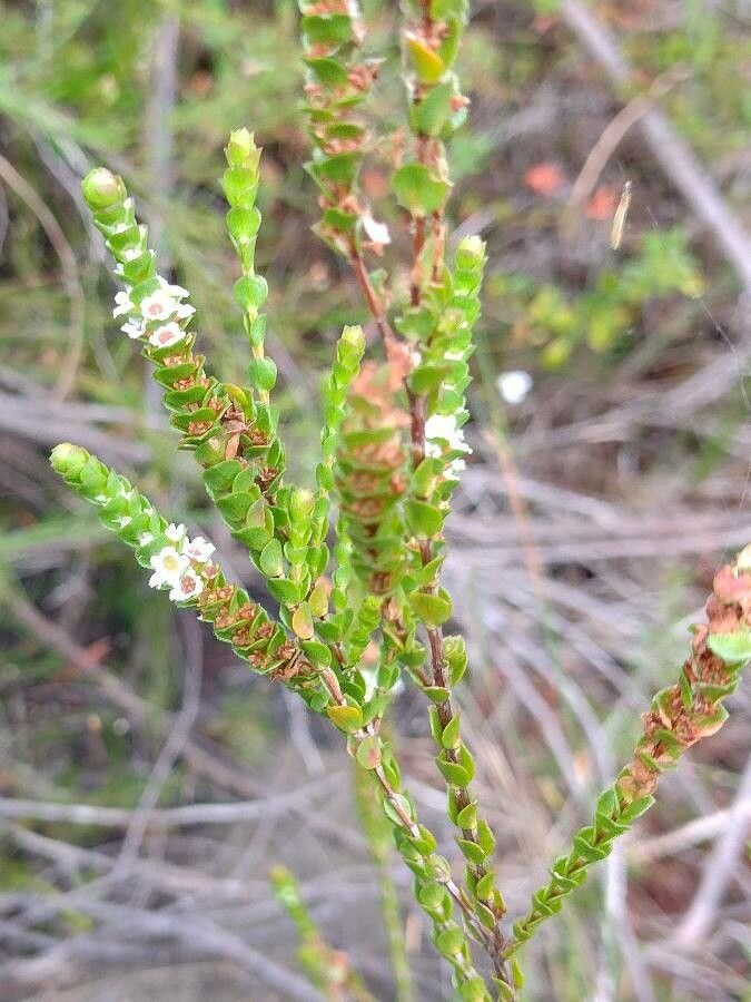 Baeckea imbricata habit