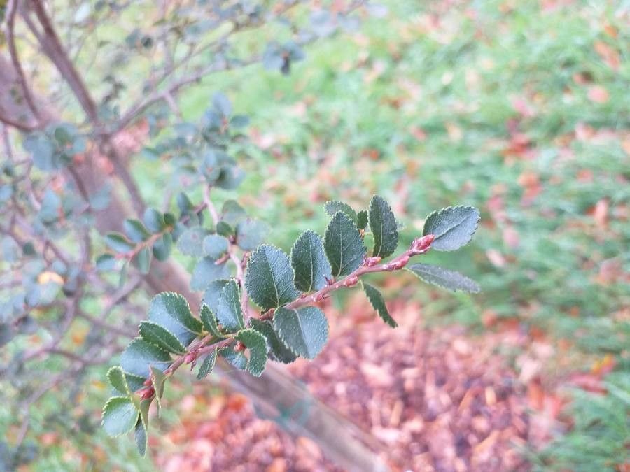 Nothofagus betuloides leaf