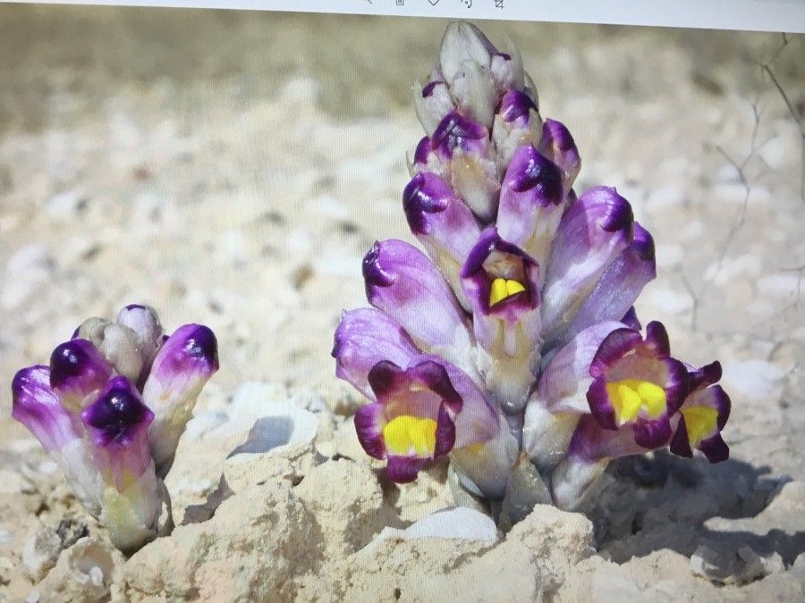 Cistanche violacea flower