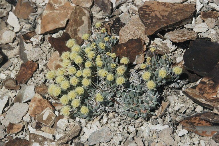 Eriogonum tiehmii bark