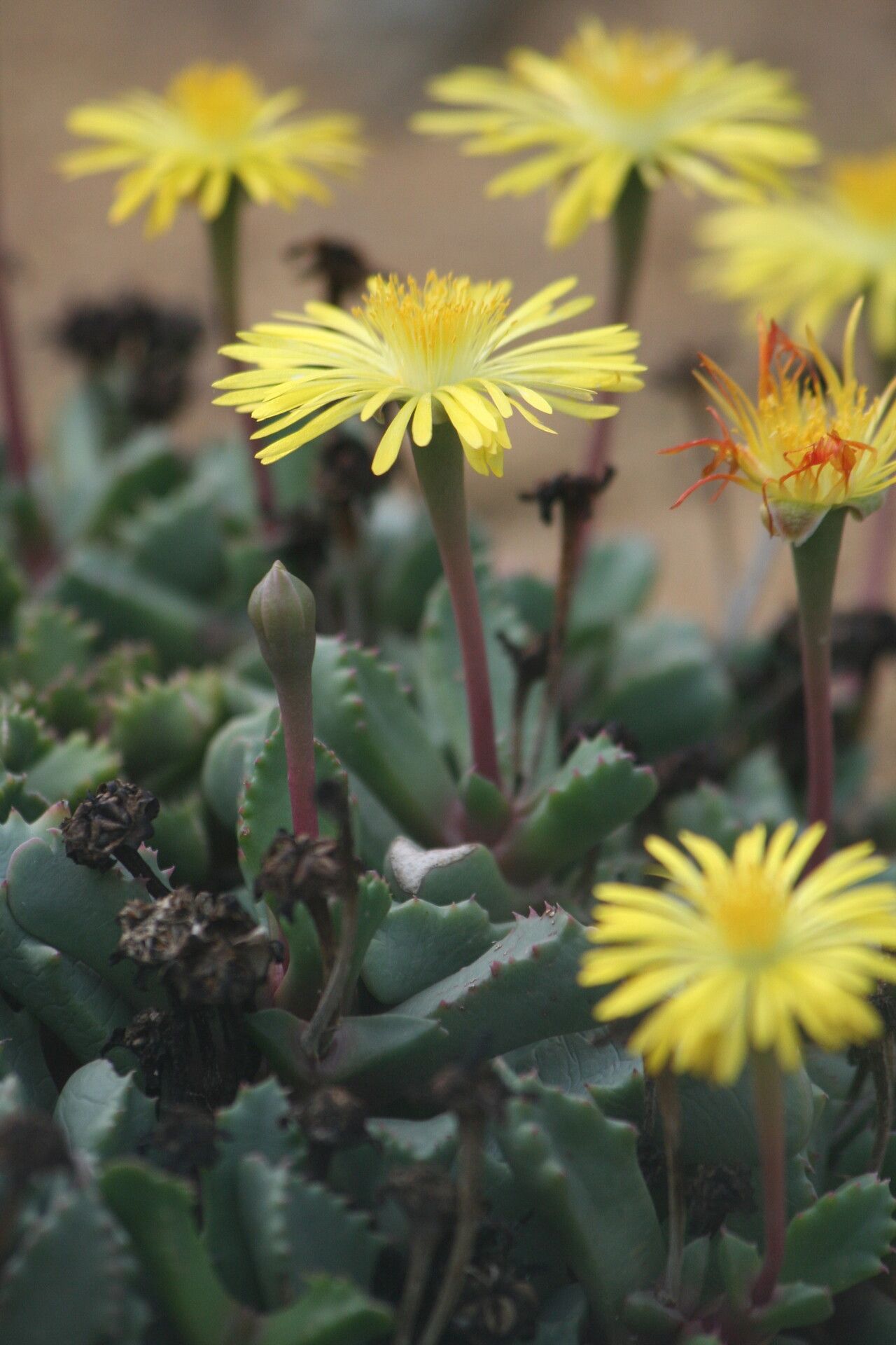 Carruanthus peersii flower