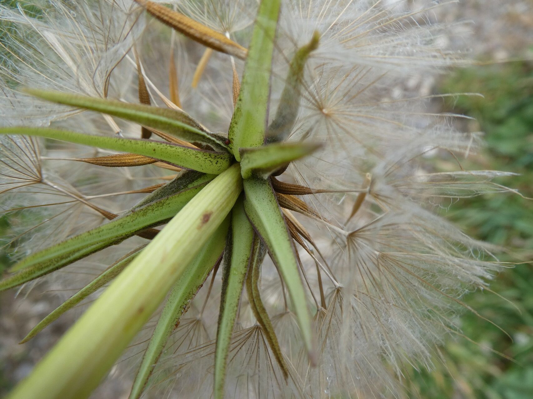 Tragopogon lamottei flower
