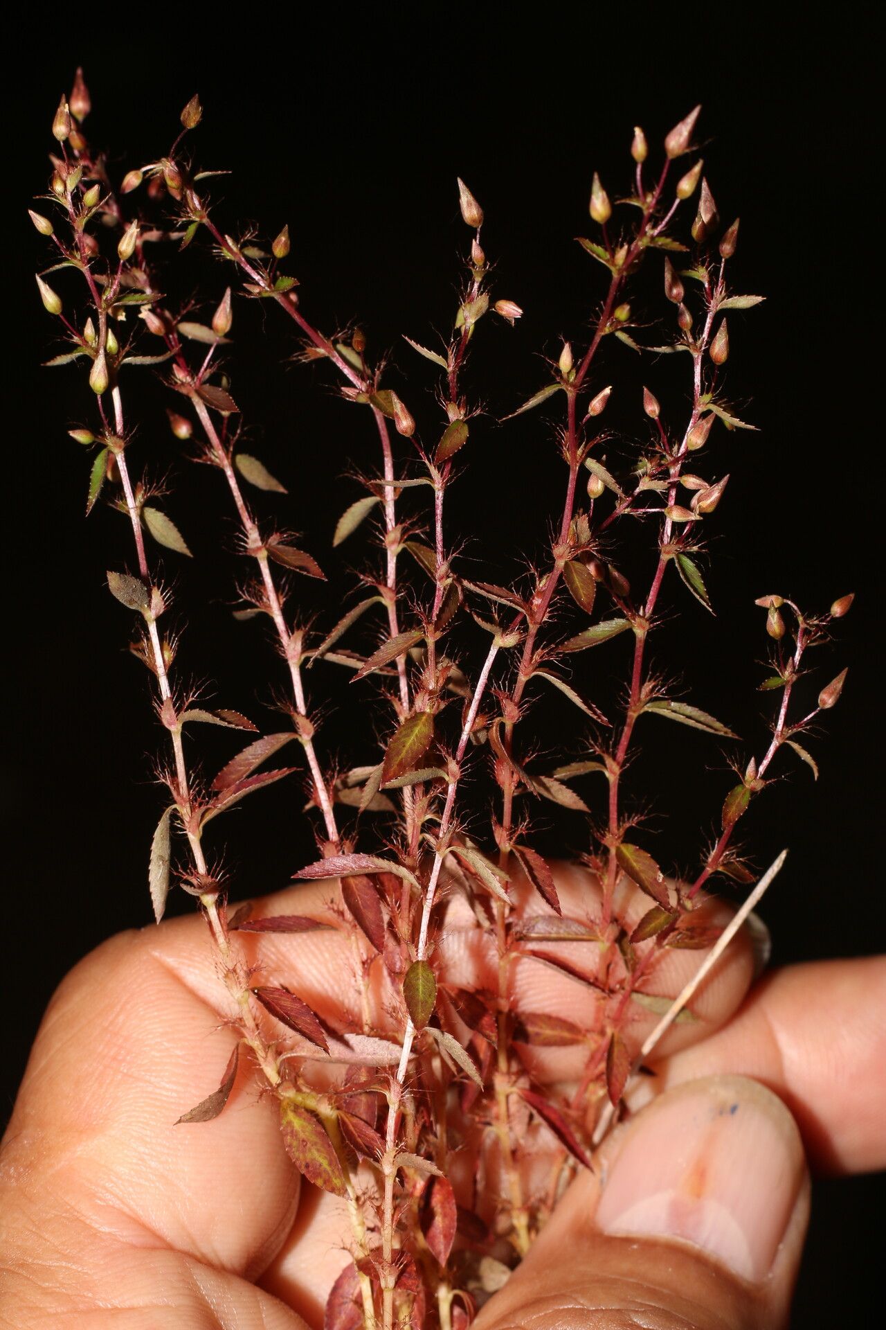 Sauvagesia pulchella leaf