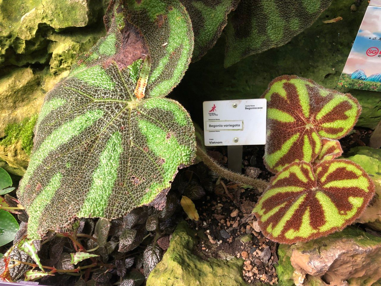 Begonia variegata habit