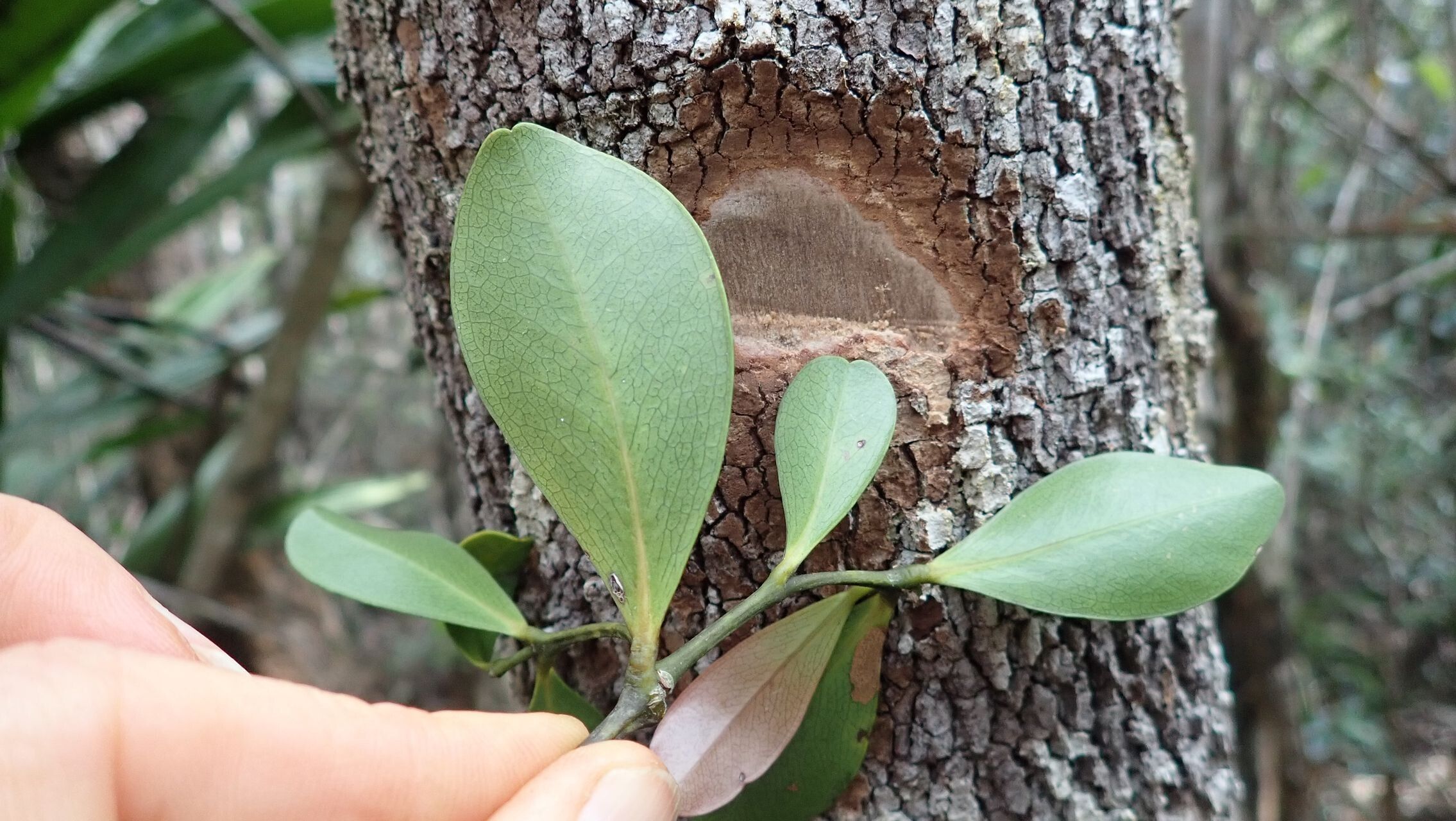 Syzygium baladense — houseplant care guide