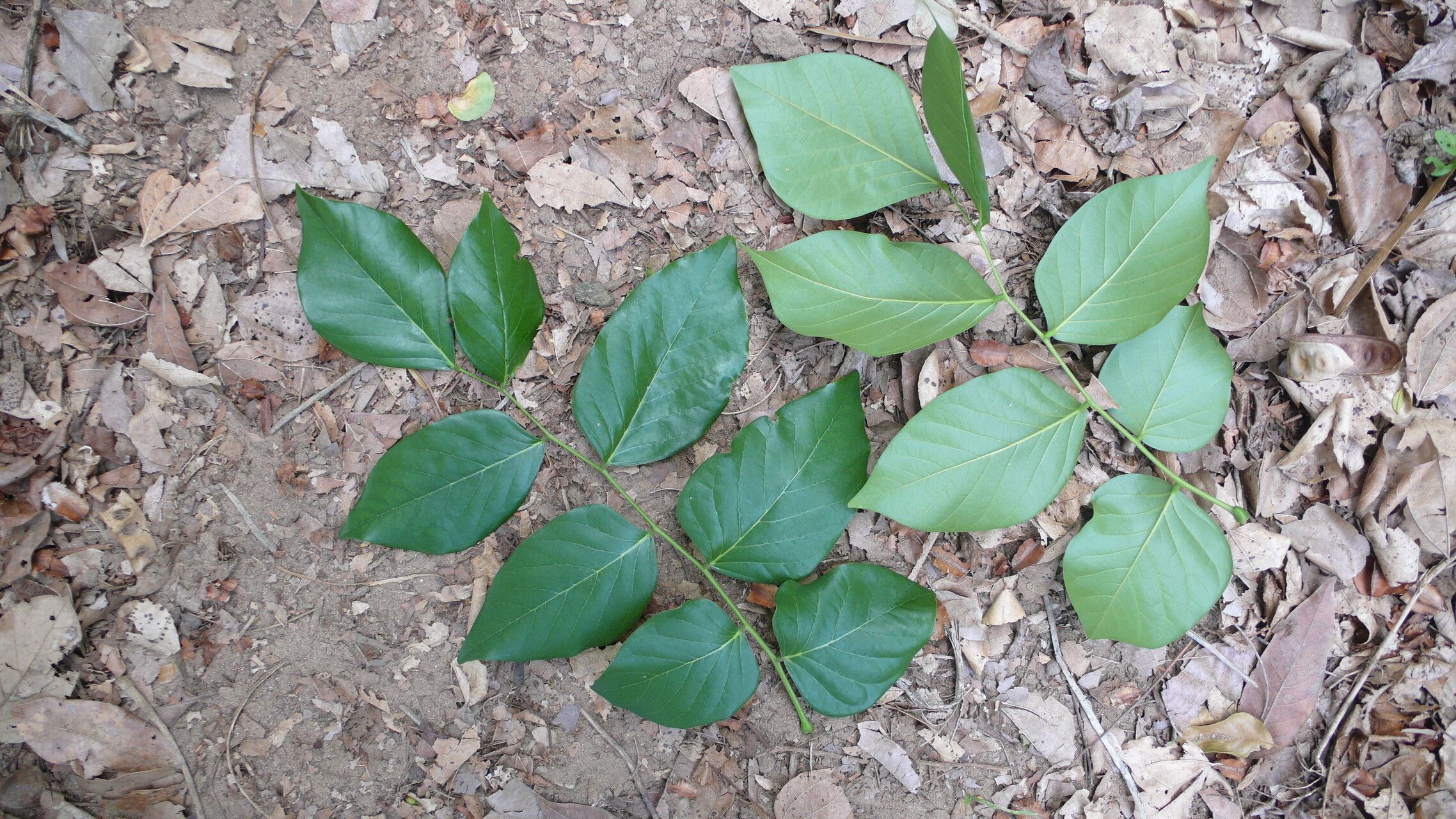 Poecilanthe ulei — related species from the same genus