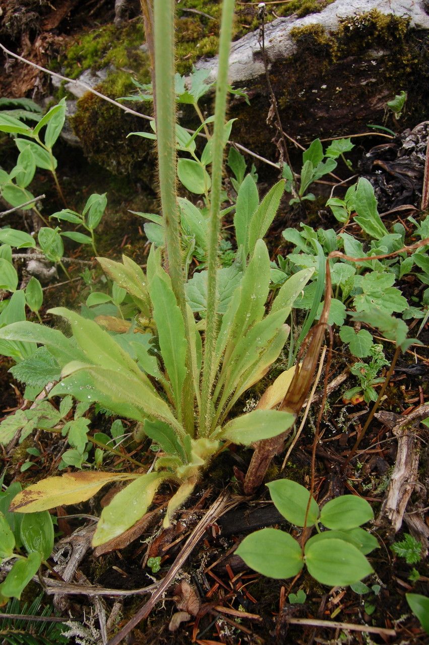 Meconopsis simplicifolia leaf