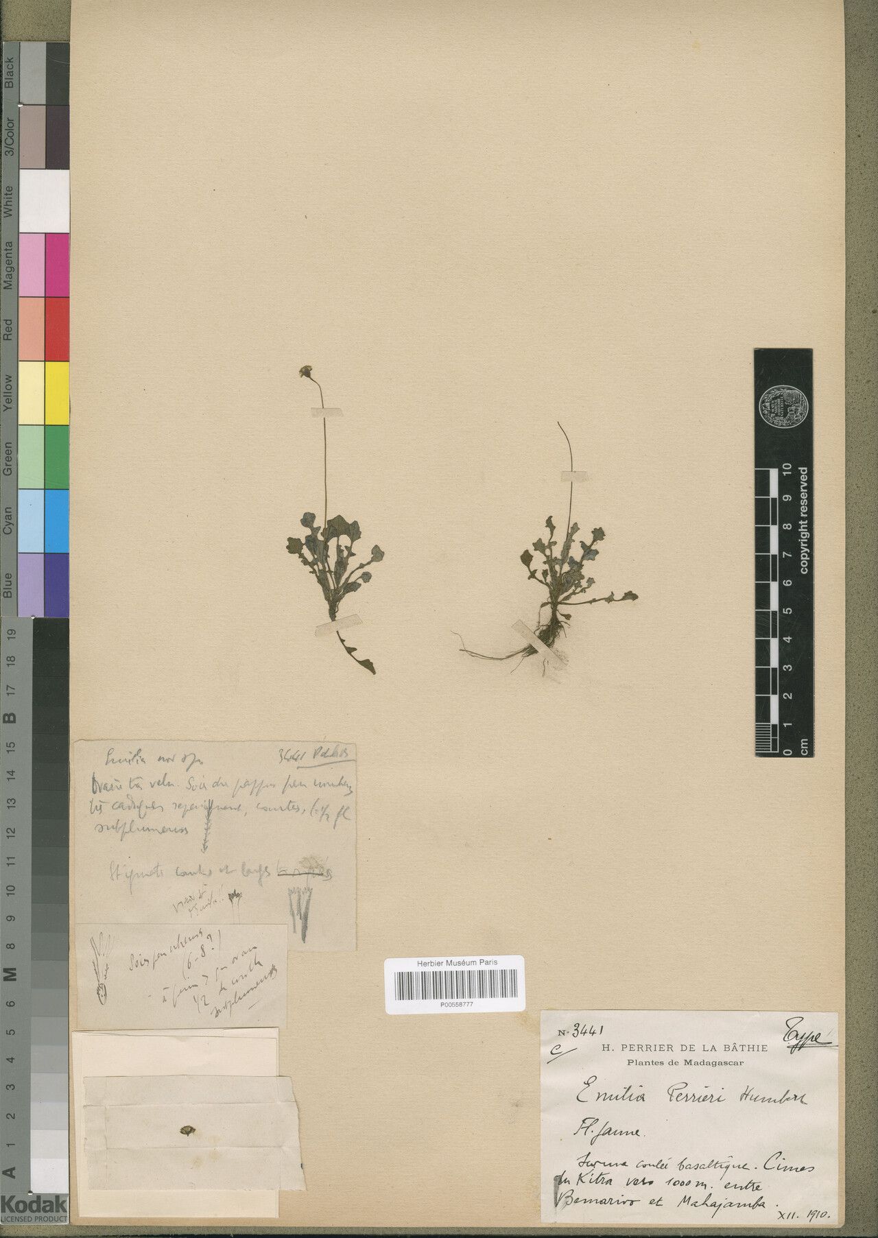 Emilia perrieri — houseplant care guide