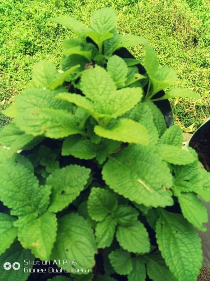 Plectranthus rotundifolius leaf