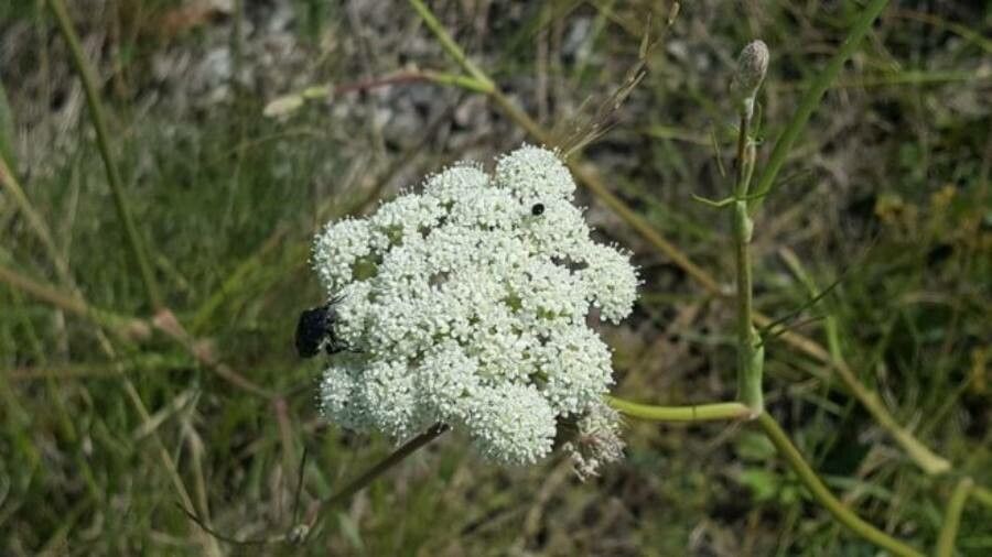 Seseli leucospermum flower
