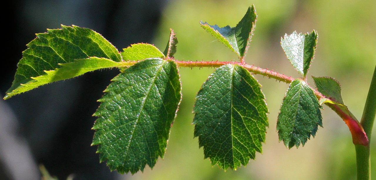 Rosa blondaeana leaf