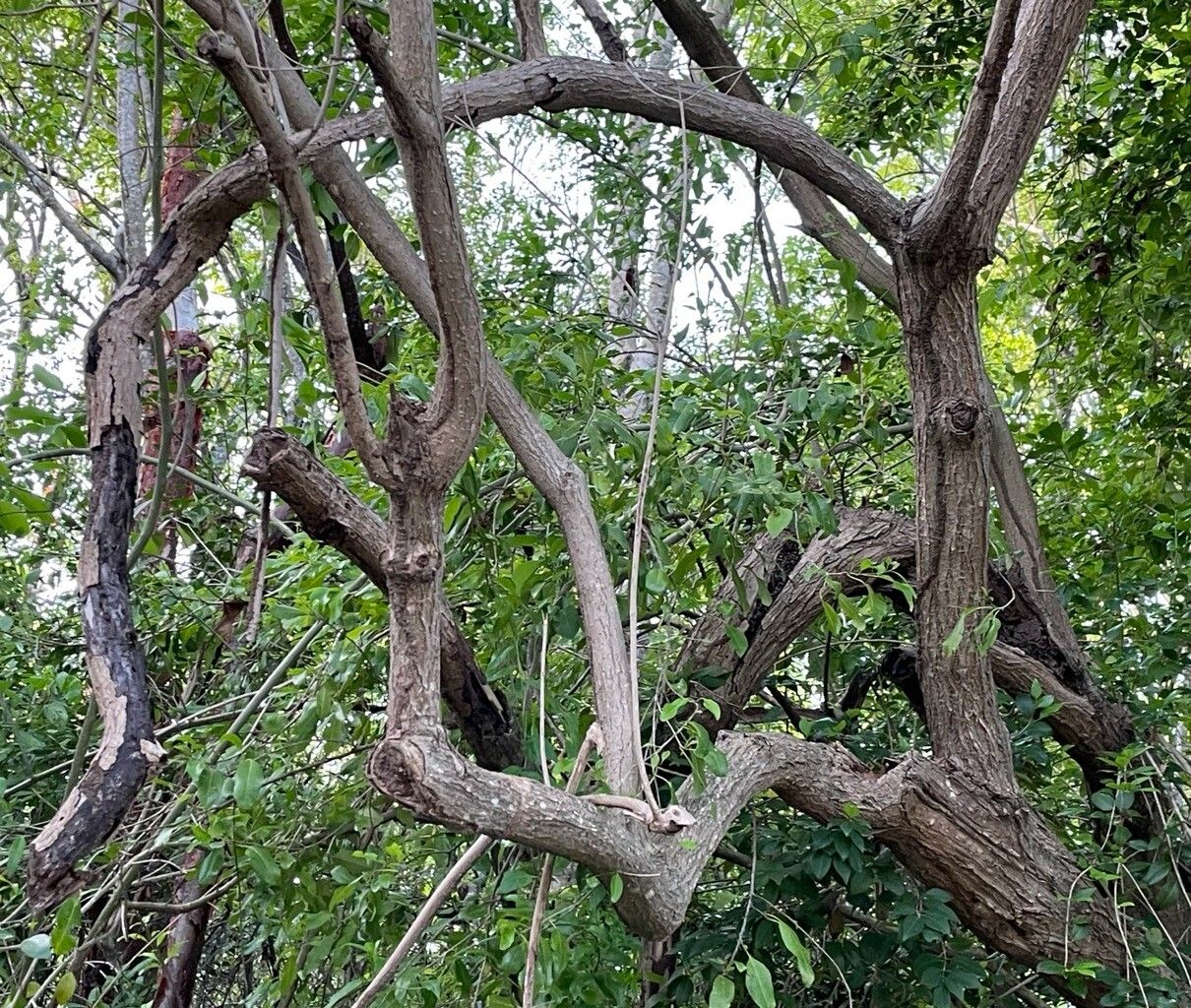 Catalpa longissima bark