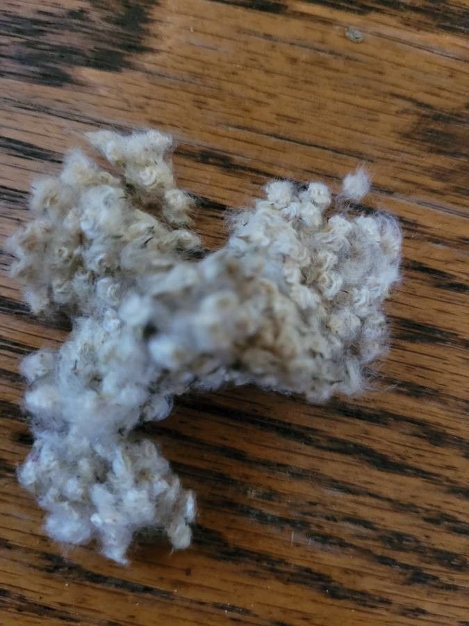 Anemone cylindrica flower