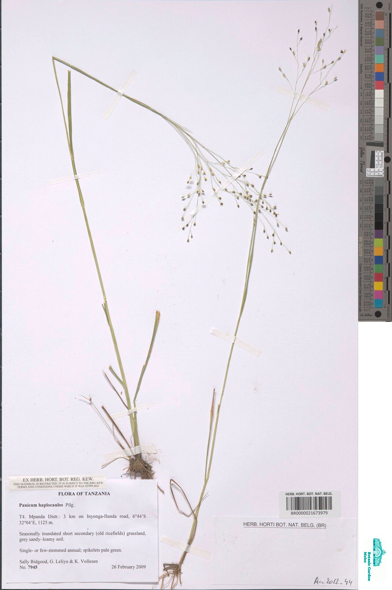 Panicum haplocaulos — houseplant care guide