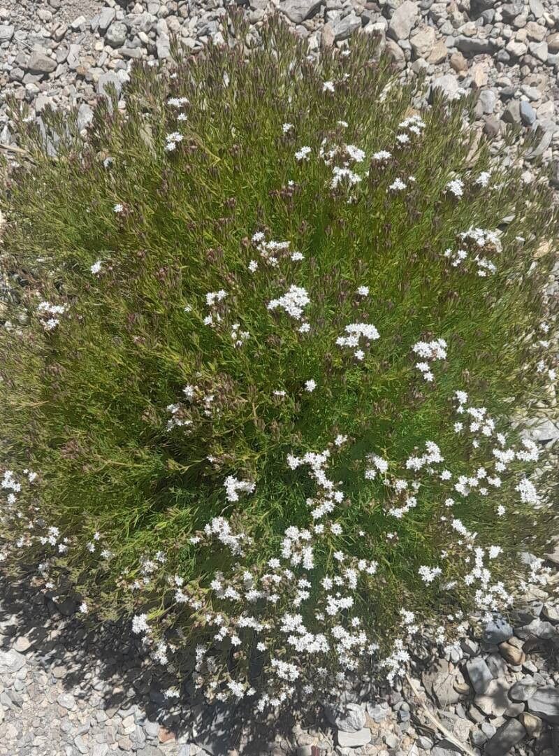 Stevia satureiifolium habit