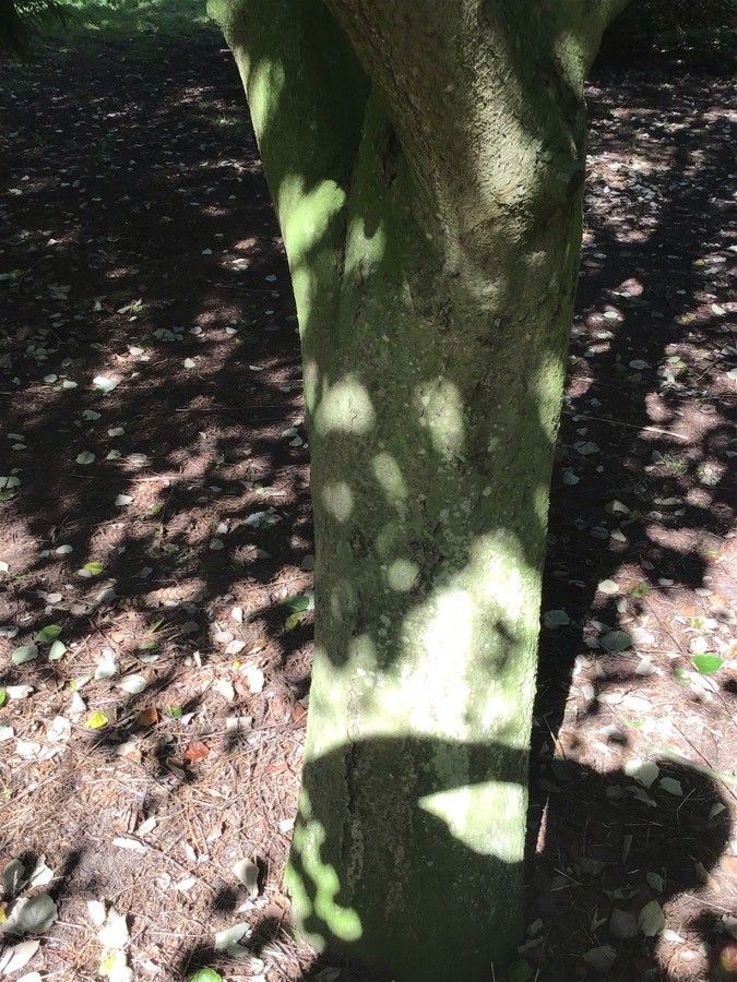 Sorbus devoniensis bark