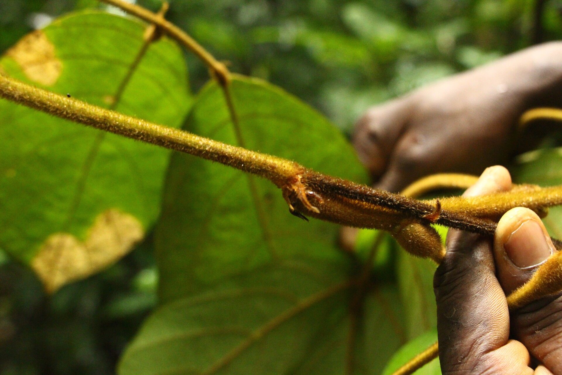 Leptoderris brachyptera — related species from the same genus