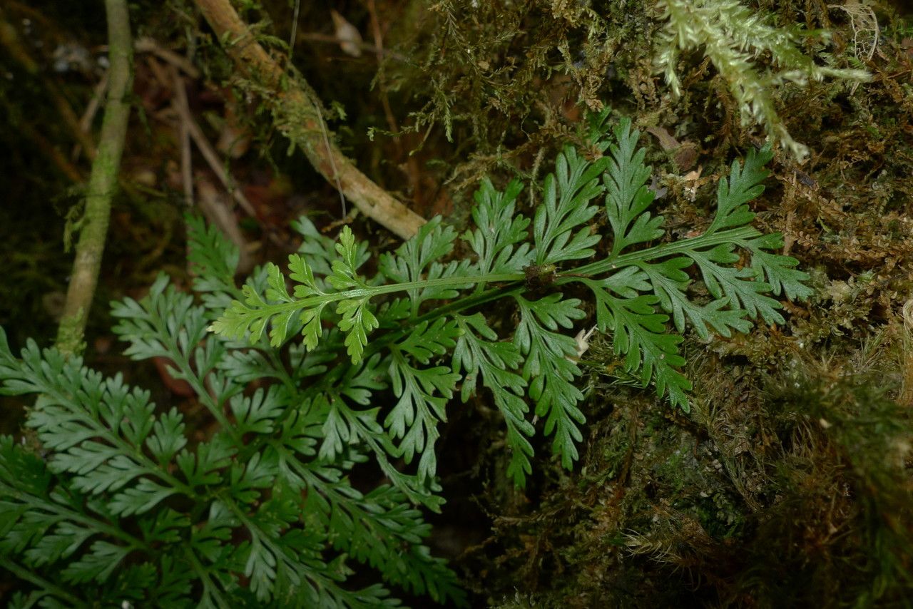 Asplenium pseudobulbiferum — houseplant care guide