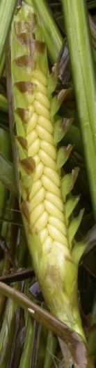 Zostera marina fruit