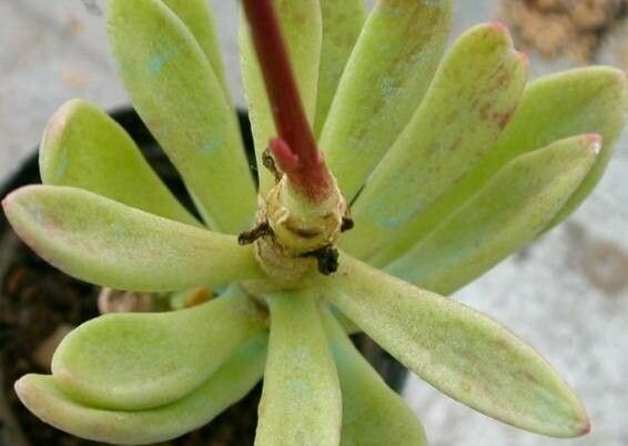 Adromischus fallax — houseplant care guide