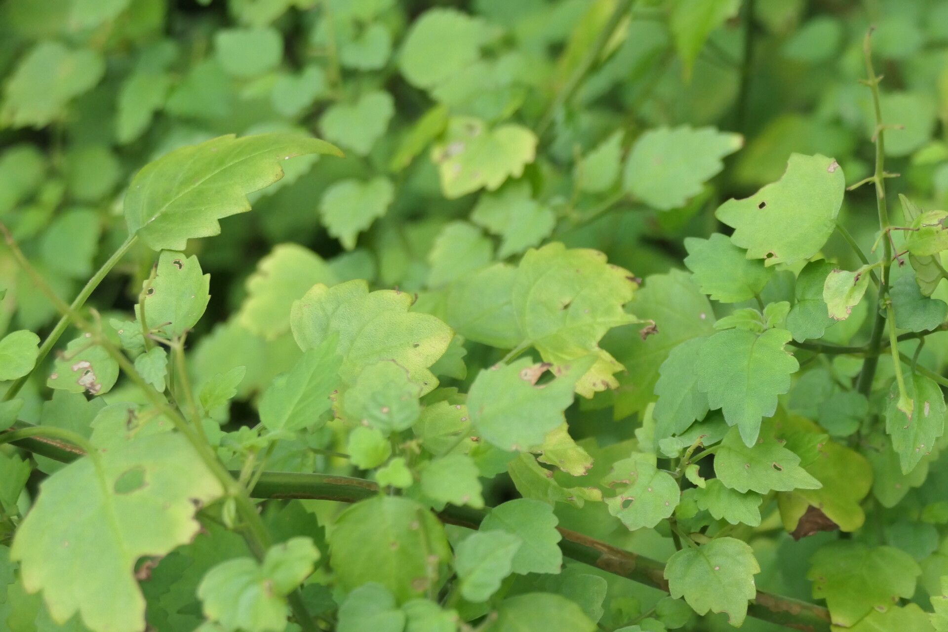 Plectranthus saccatus habit