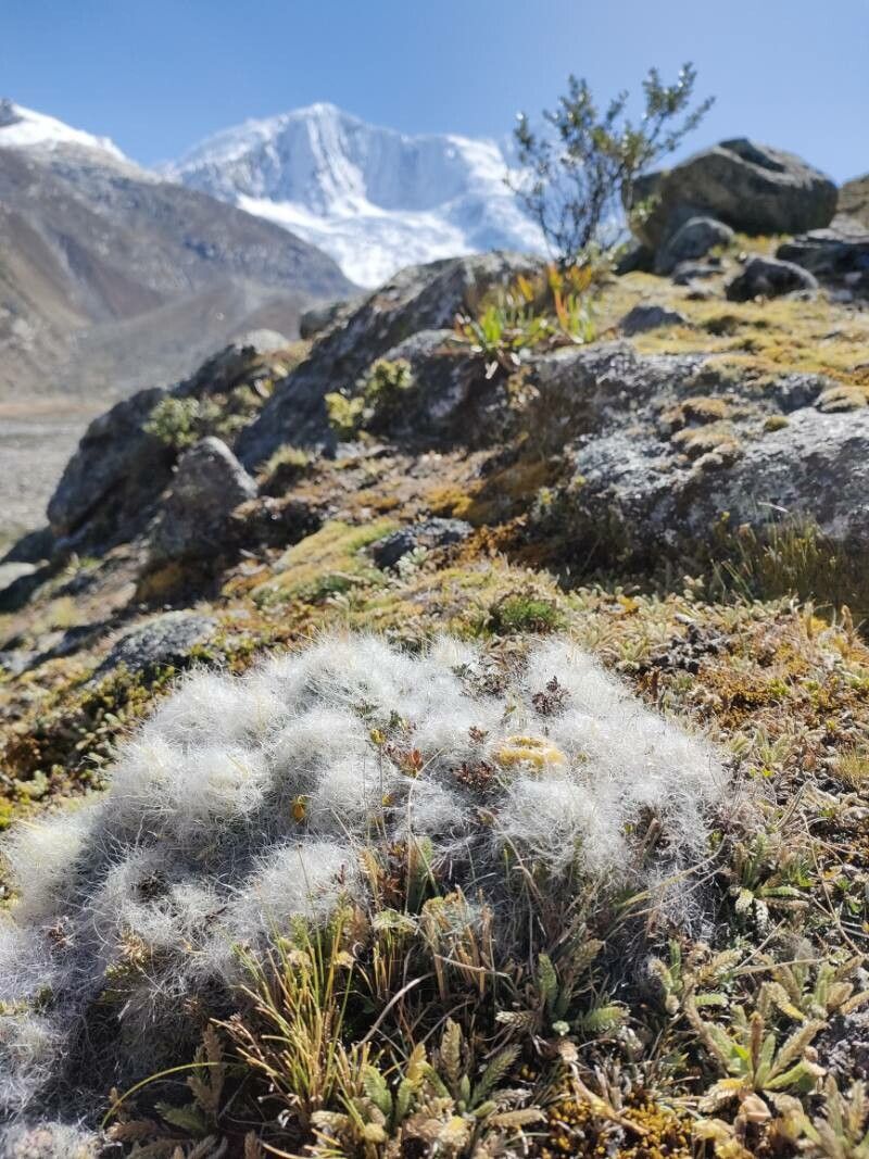 Austrocylindropuntia floccosa habit