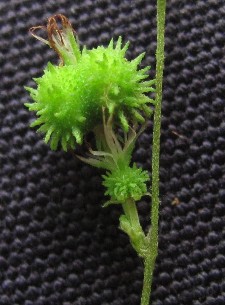 Acalypha costaricensis fruit