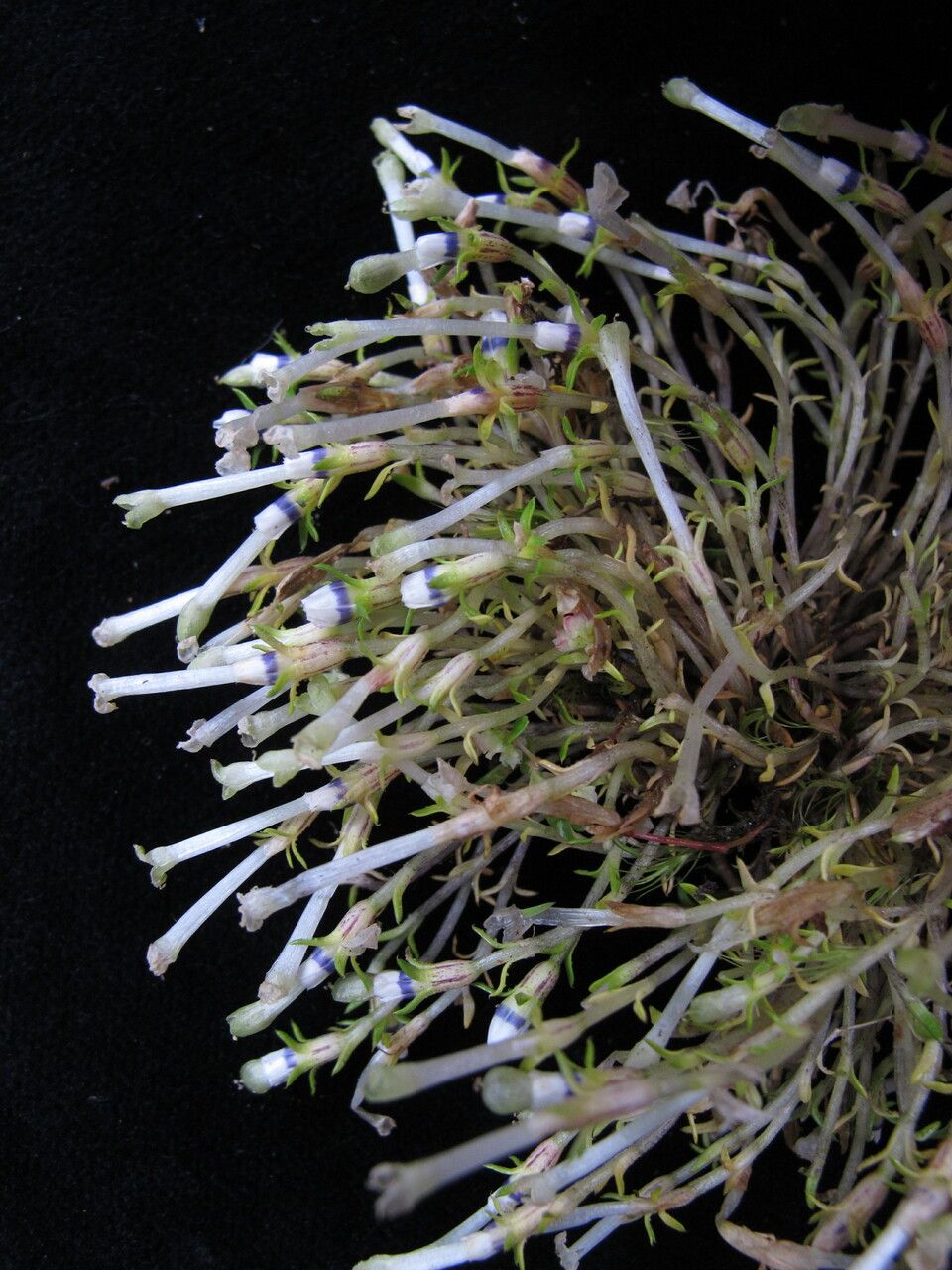 Gentiana bryoides — houseplant care guide