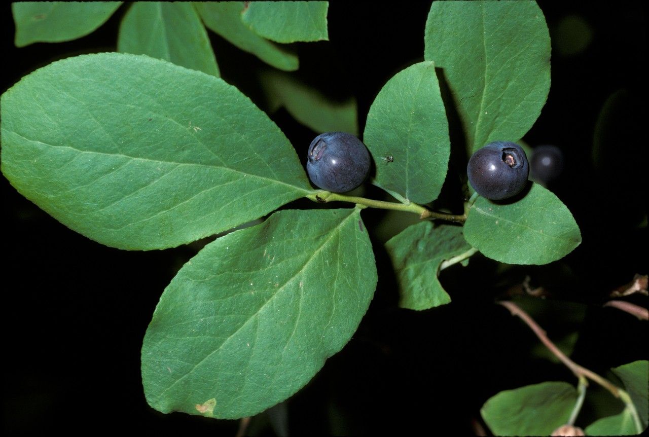 Vaccinium globulare — search result for 'Vaccinium'