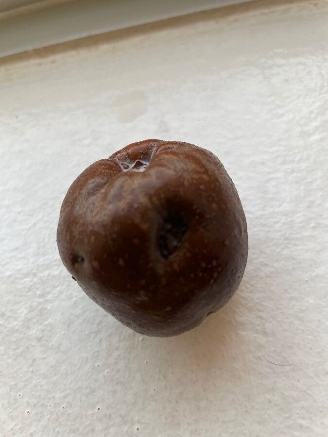 Holarrhena pubescens fruit