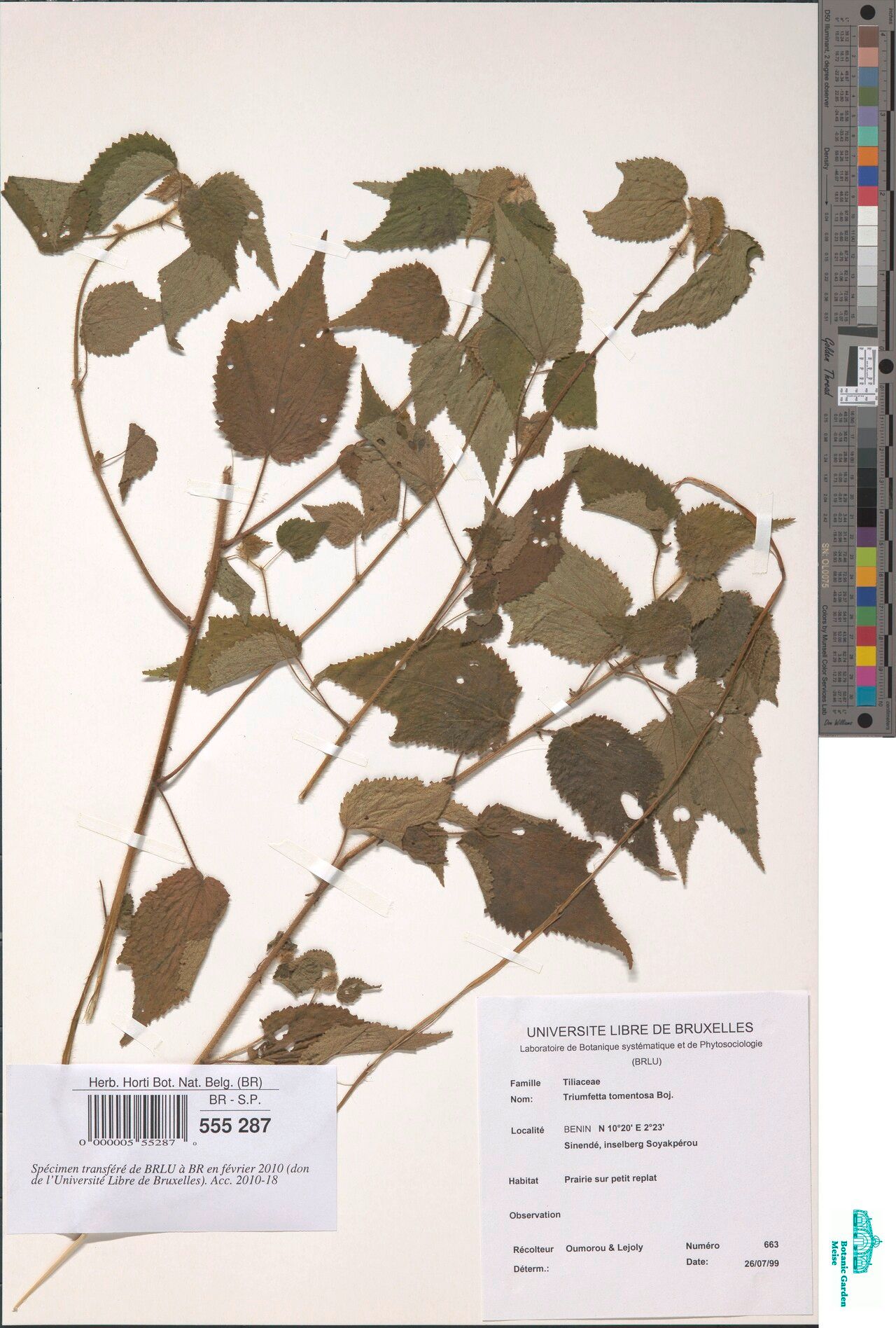 Triumfetta jaegeri — houseplant care guide