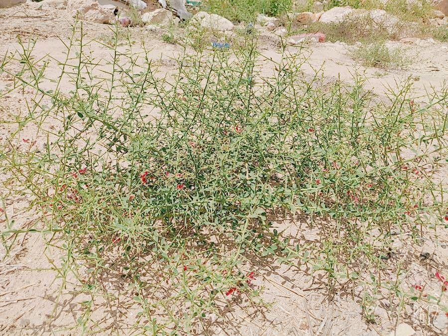 Alhagi graecorum leaf