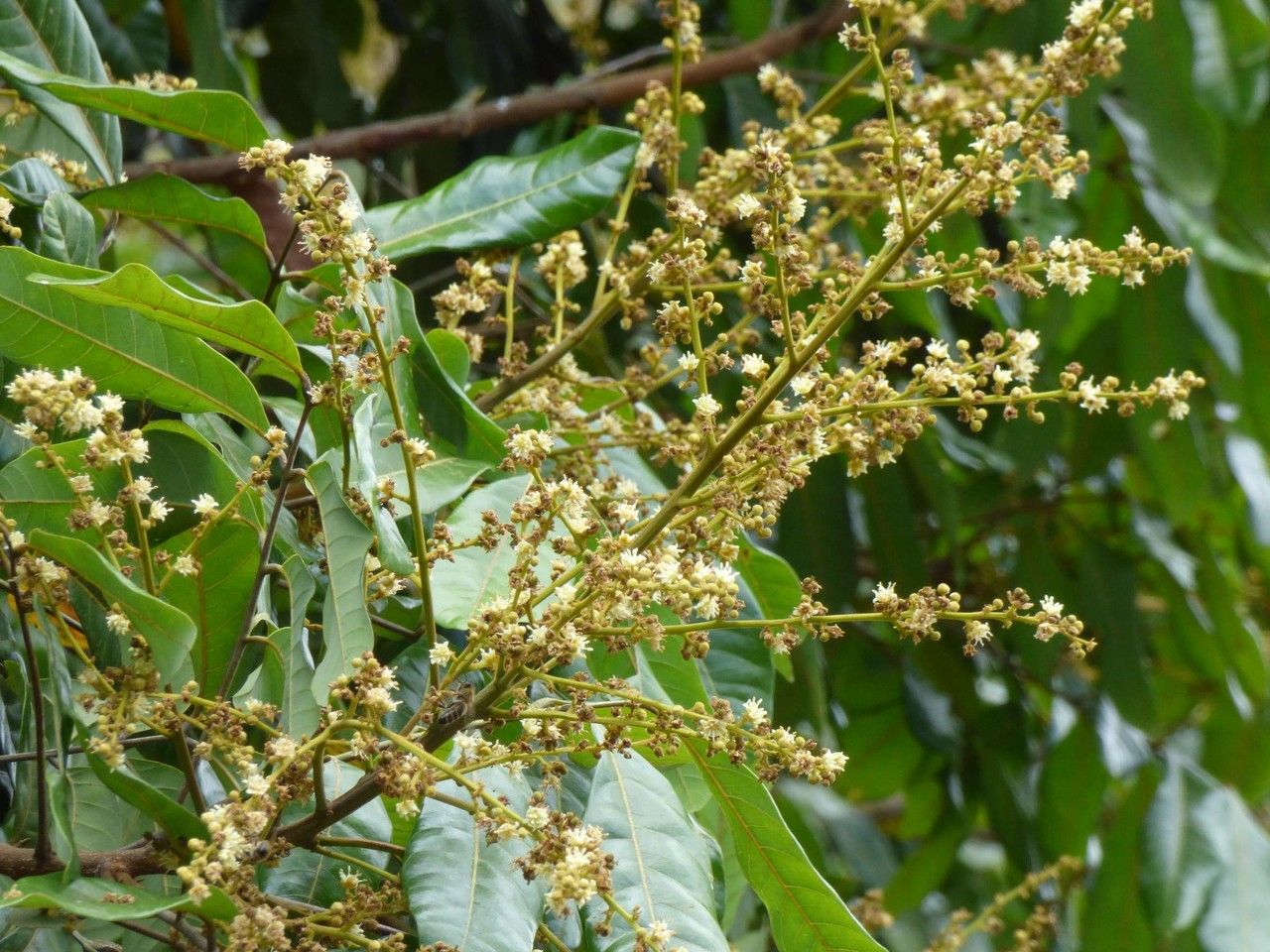Dimocarpus longan flower