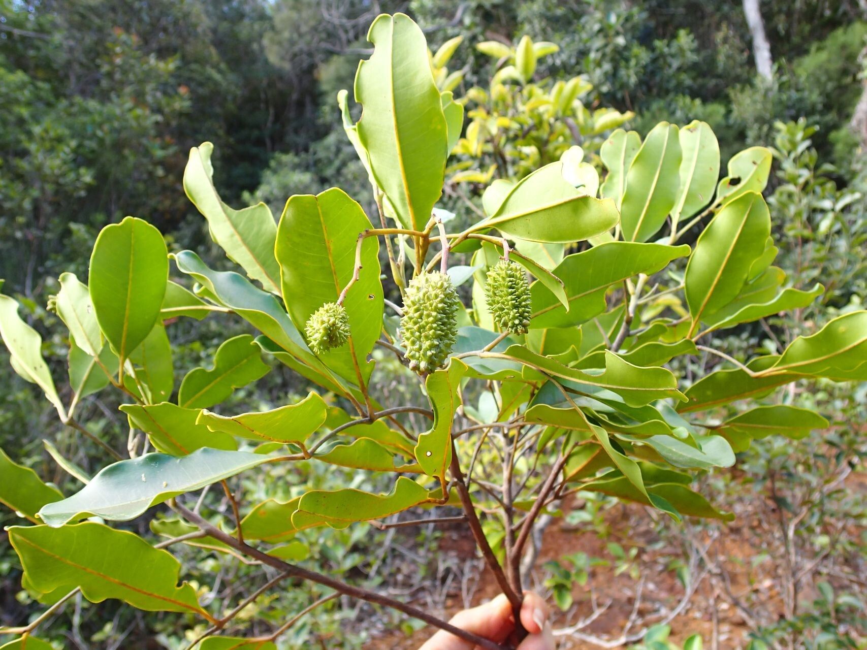Flindersia fournieri — houseplant care guide