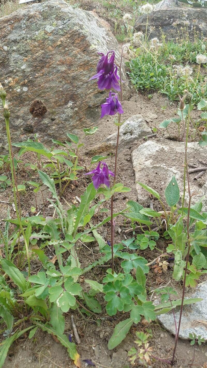 Aquilegia bernardii habit