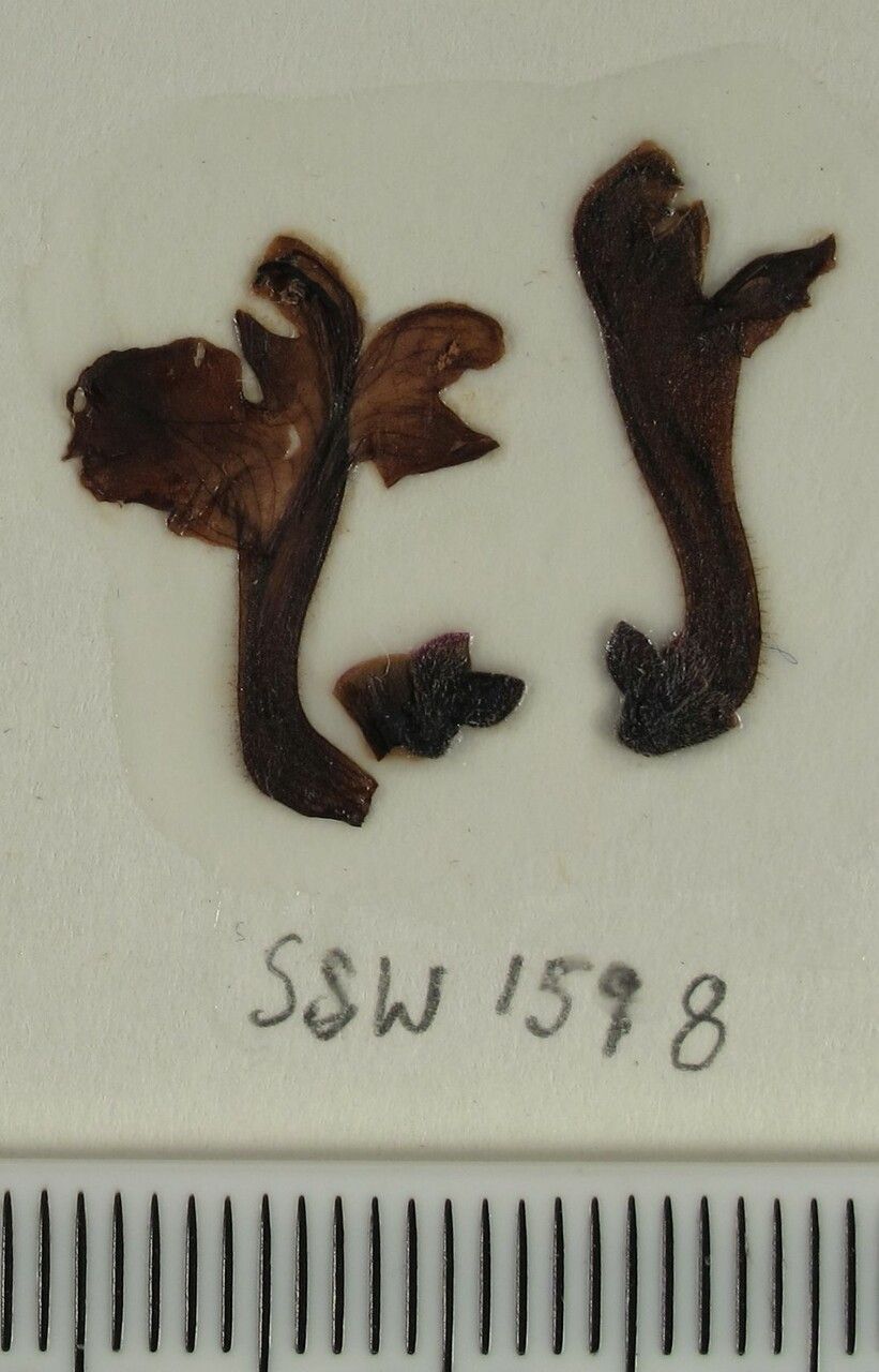 Scutellaria grossa other