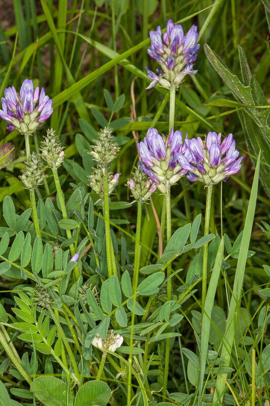 Astragalus leontinus flower