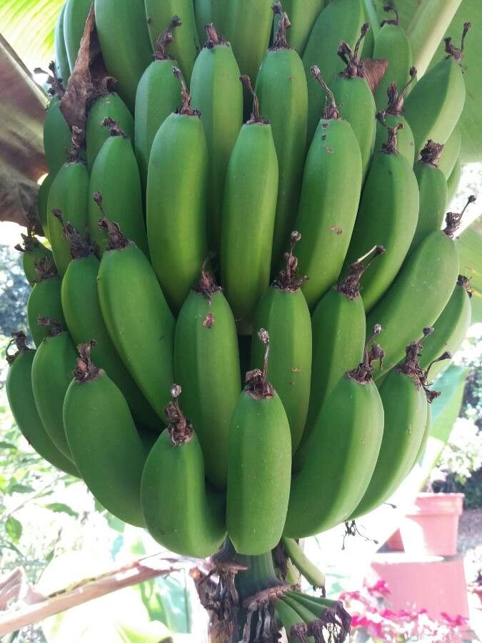 Musa × paradisiaca fruit