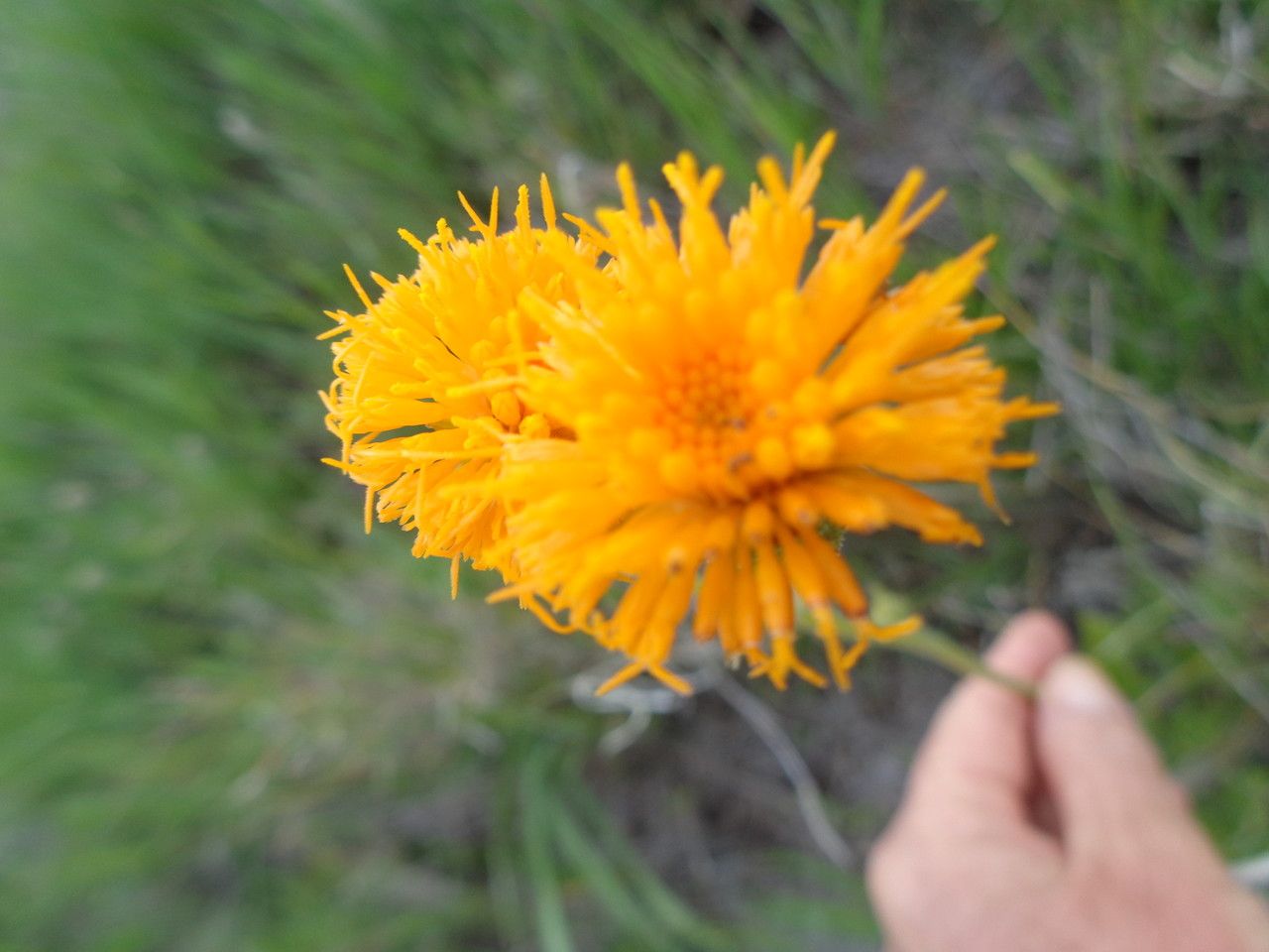 Senecio schweinfurthii flower