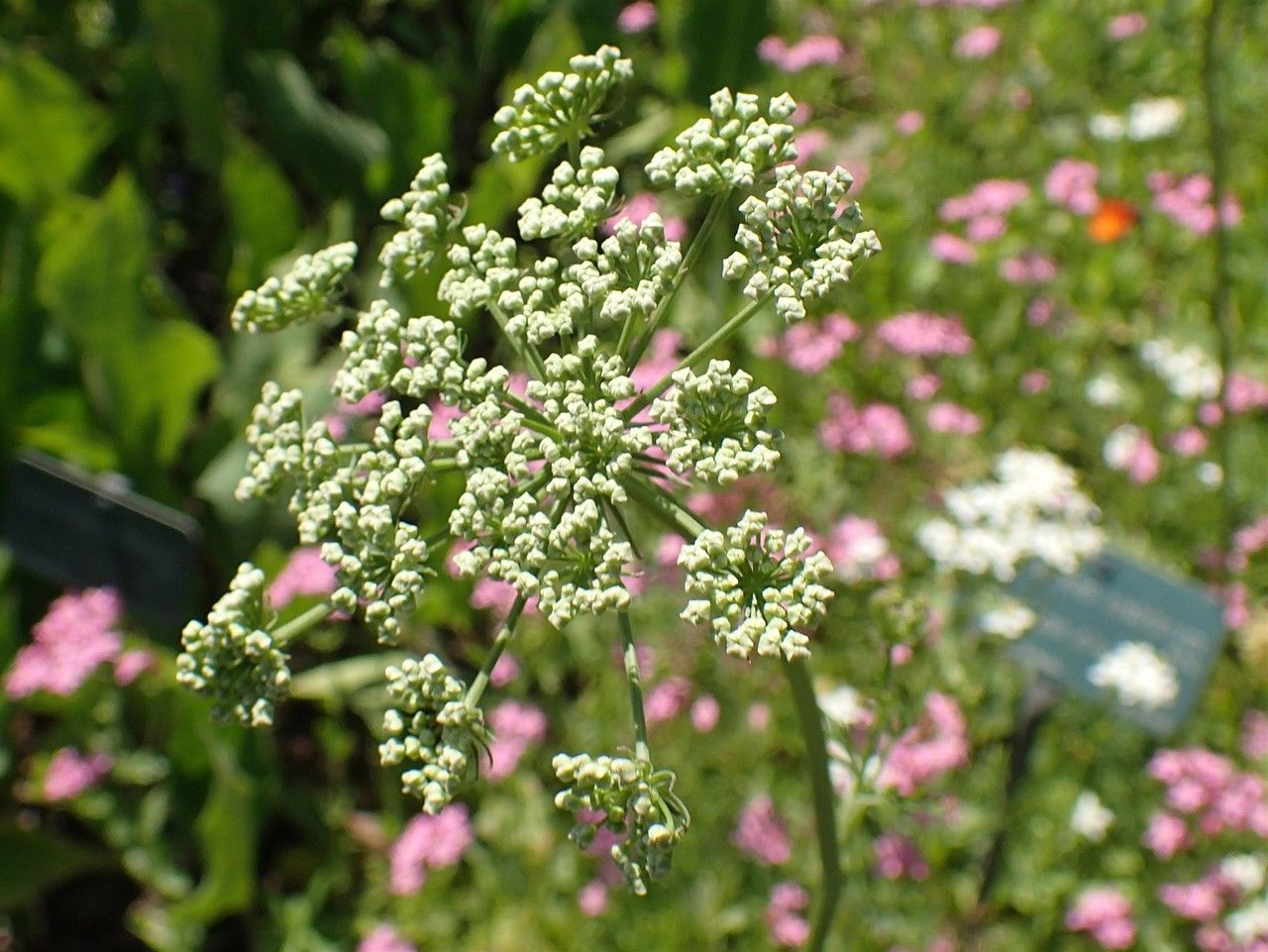 Peucedanum austriacum habit