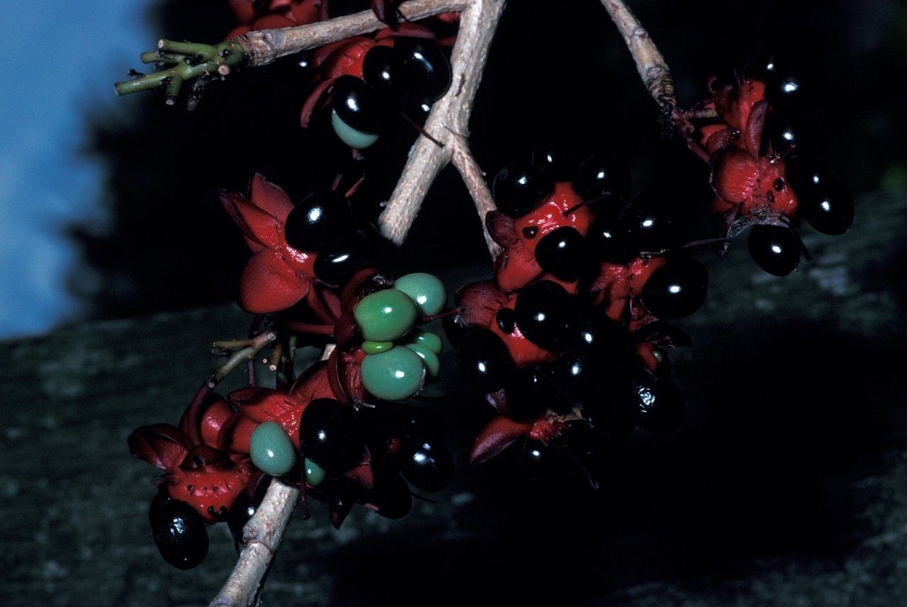 Ochna mossambicensis — houseplant care guide