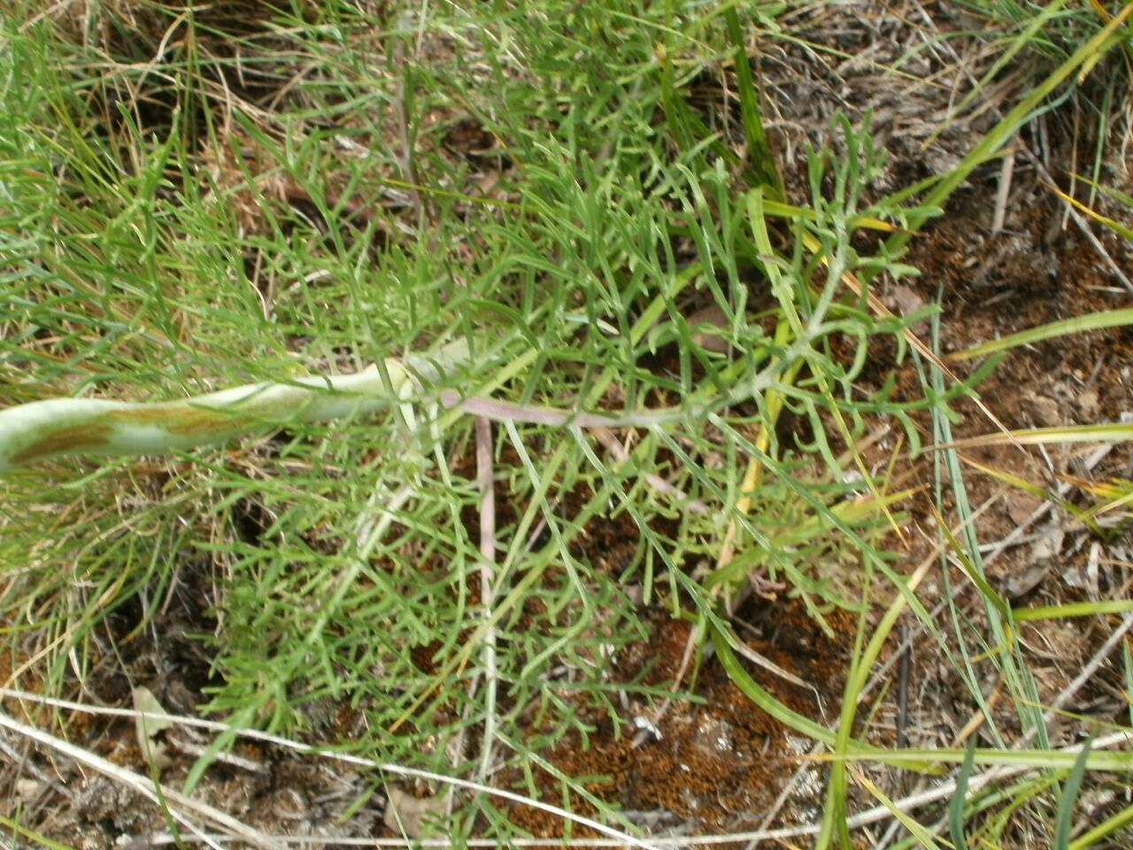 Scabiosa triniifolia — houseplant care guide
