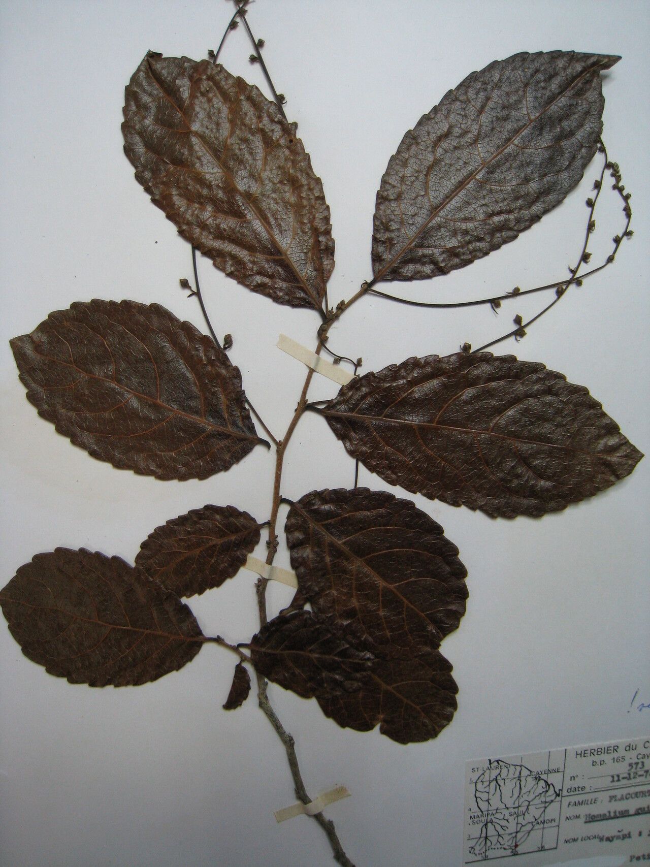 Homalium guianense — houseplant care guide