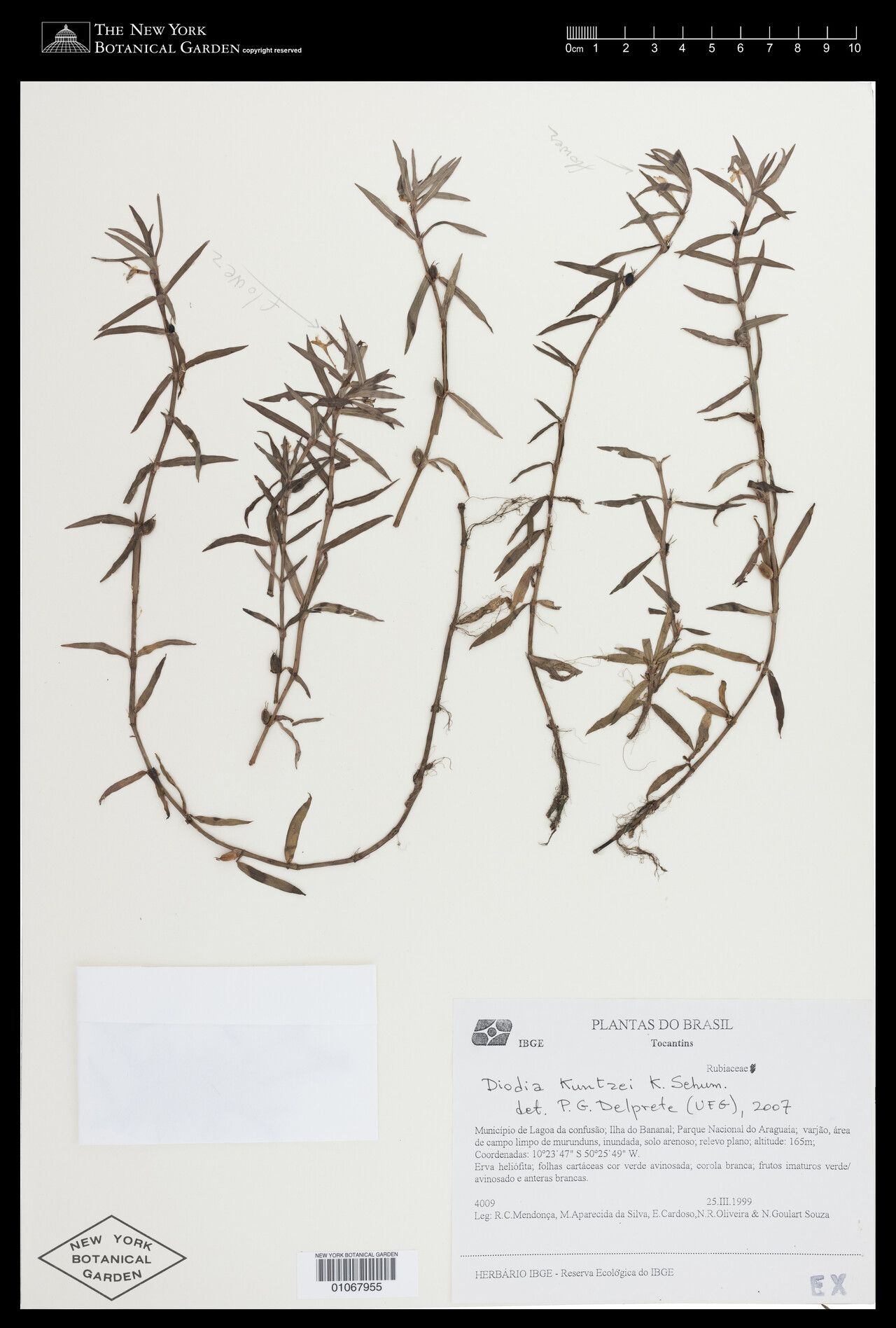 Diodia kuntzei other