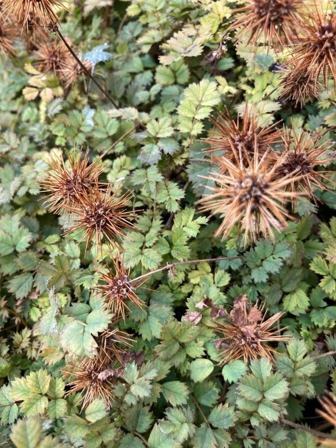 Acaena microphylla fruit