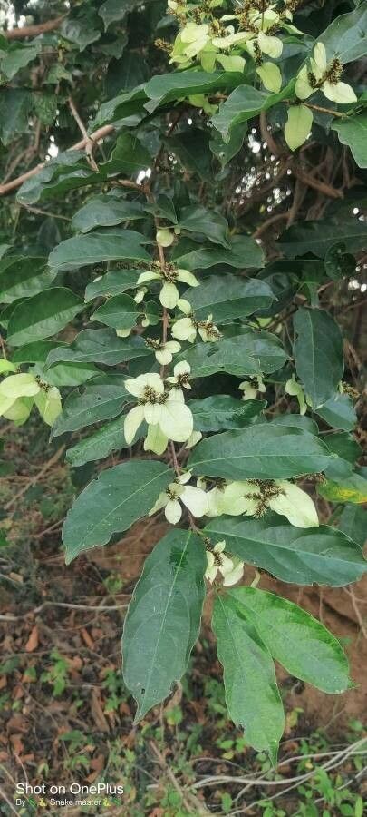 Combretum roxburghii — houseplant care guide