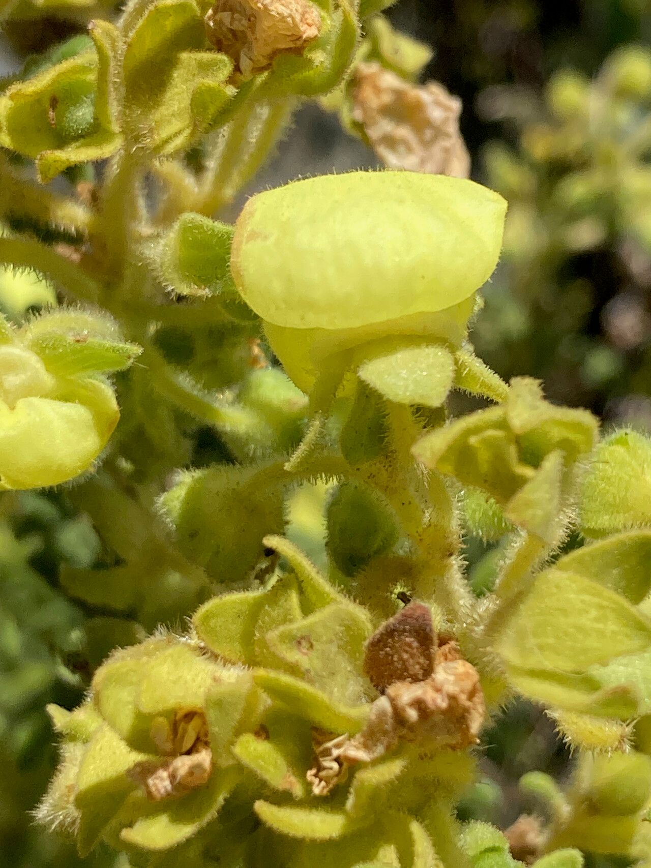 Calceolaria incarum flower