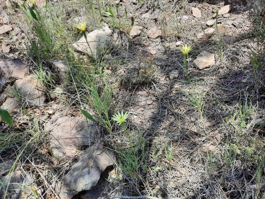 Scorzonera graminifolia habit