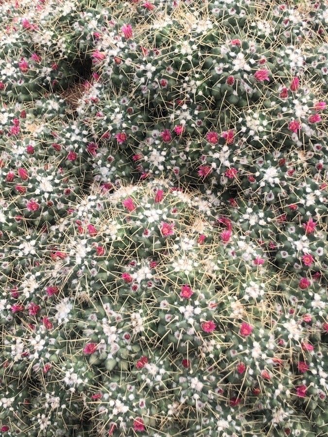 Mammillaria compressa leaf