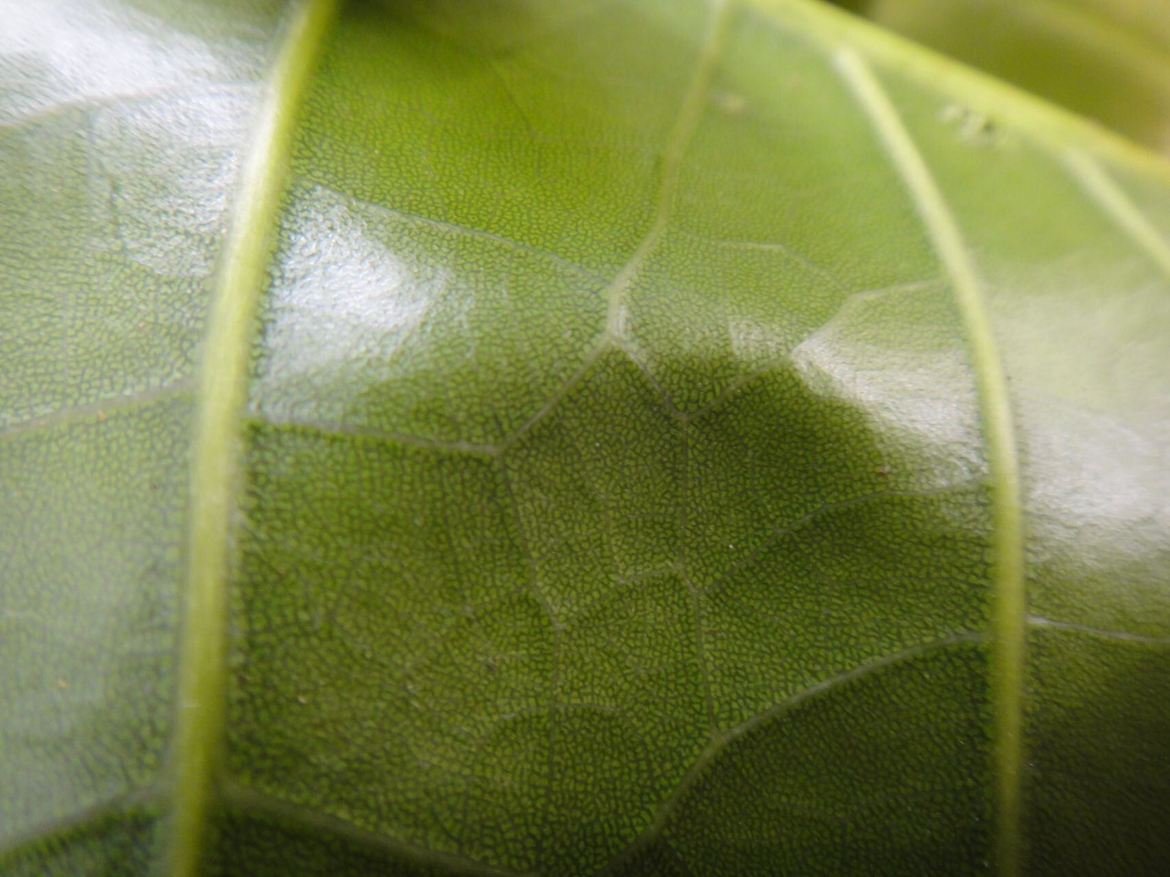 Sloanea raynaliana — houseplant care guide